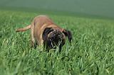 BULLMASTIFF 548